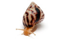 Limicolaria flammea Nigeria dark stripes juvenil